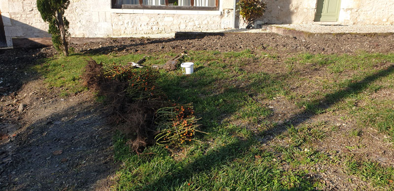 Garden landscape and ground works projects- Rose planting