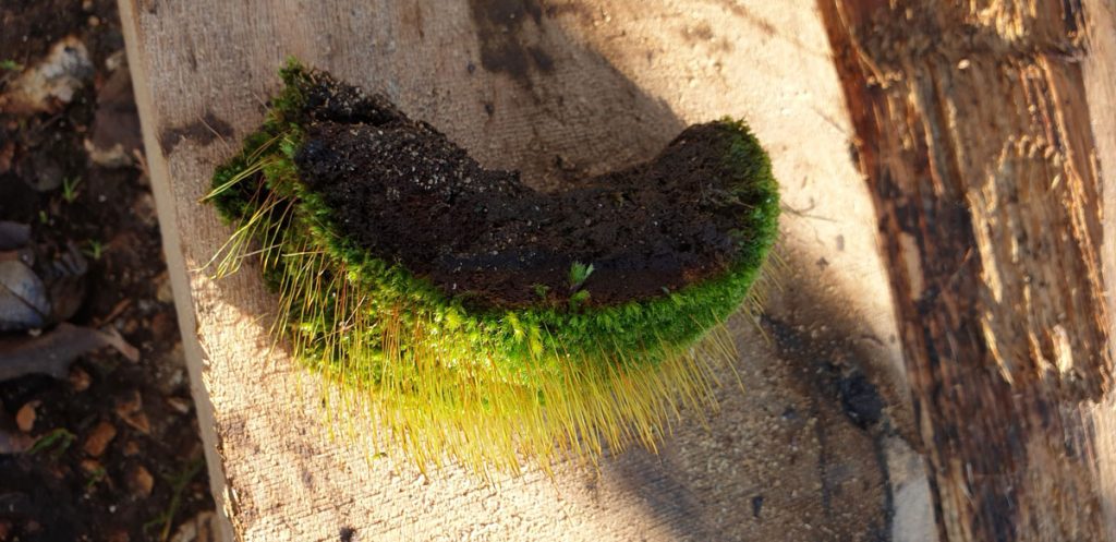 Gutter Cleaning Moss-collecting-in-rooftile-gulleys_SKYVAC